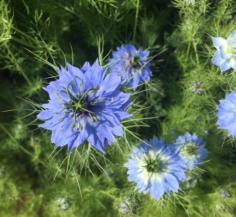 Image d'une belle fleur